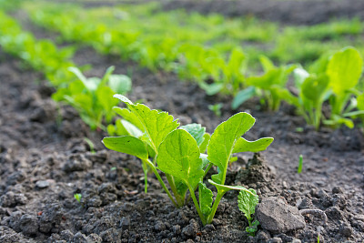 春天地里长出成行的幼苗图片下载