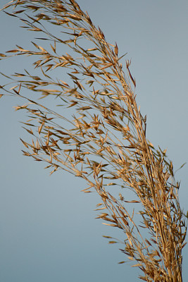 里德宏图片下载