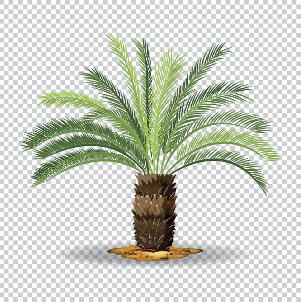 透明背景上的棕榈树类型图片下载
