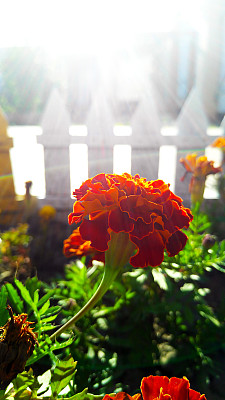 在灿烂的夏日阳光下生长的花朵图片下载