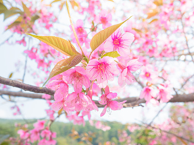 樱花或樱花图片下载