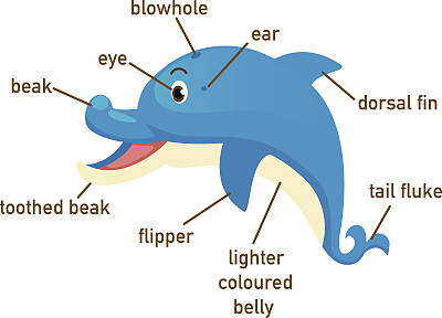 海豚词汇部分身体的说明图片下载