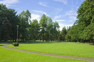 公園 芝生広場图片下载