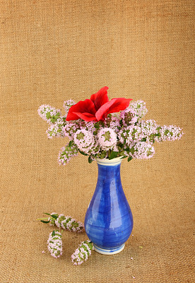 蓝花瓶里的百里香束图片下载