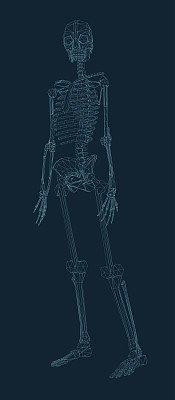 图解孤立的骨骼图片下载