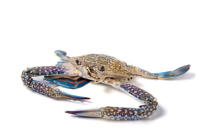 隔离马蟹图片下载