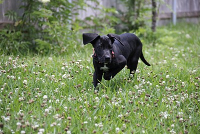 大丹犬露娜贝尔图片下载