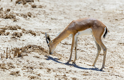 瞪羚生活在非洲和中东的沙漠地区图片下载