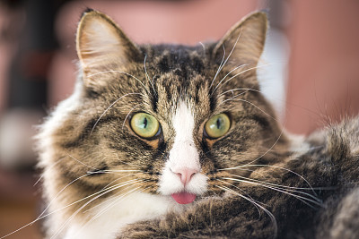 猫展示语言图片下载