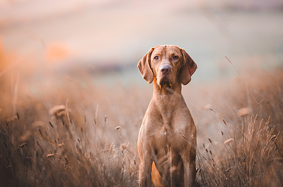 匈牙利维兹拉犬头部画像素材图片