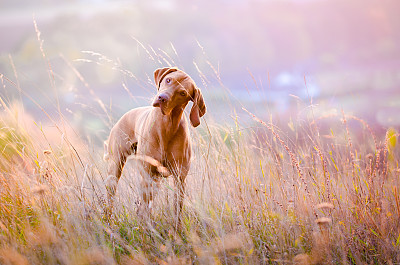 匈牙利维兹拉猎犬肖像素材图片