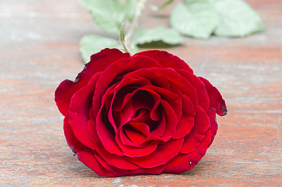 情人节的玫瑰花背景图片下载