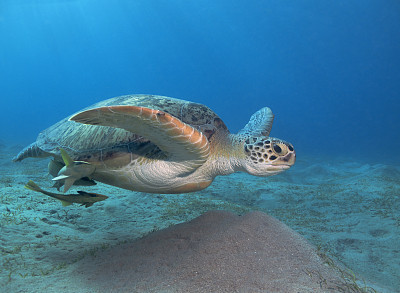 红海中的海龟图片下载