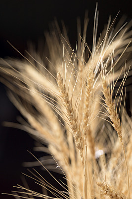 黑色背景上的小麦穗图片下载