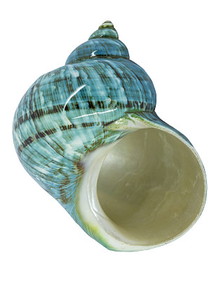 蓝绿色的贝壳图片下载