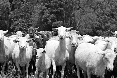 黑色和白色的绵羊图片下载