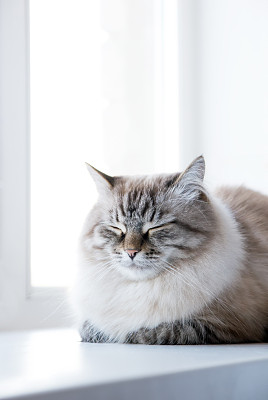 窗户上睡着的小猫的照片图片下载