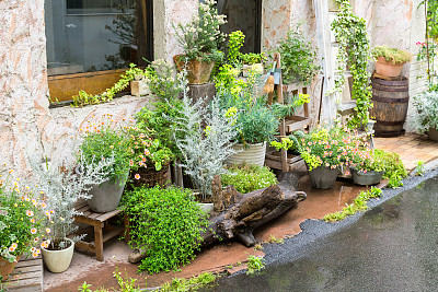 盆花和绿色植物在花园里图片下载