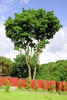 绿色的树图片下载