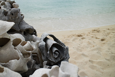 用贝壳做的码头图片下载