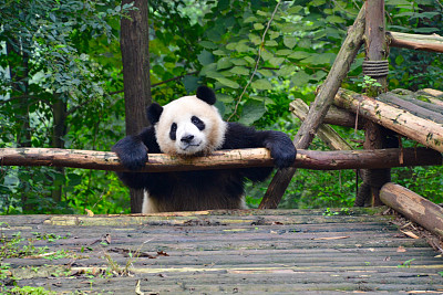 懒的熊猫图片下载