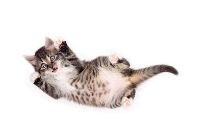 可爱的毛茸茸的小猫咪孤独地躺在白色的背景上图片下载