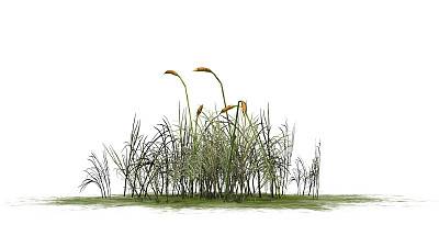 在白色背景上的香蒲植物图片下载