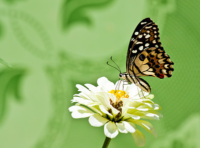 岛的花蝴蝶。图片下载