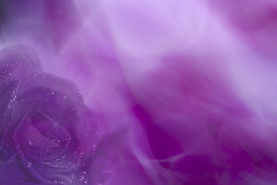 抽象的紫色背景与玫瑰花图片下载