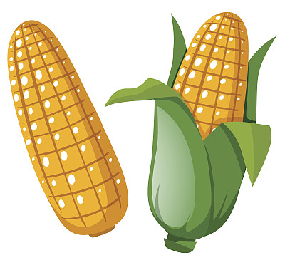 新鲜的玉米棒子图片下载