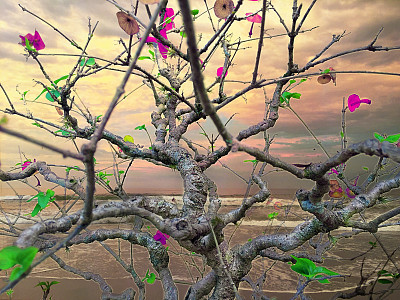 数字合成图像盆景在一个海滩图片下载