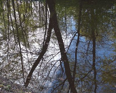 春天的风景。公园池塘上方的枝繁叶茂的树。图片下载