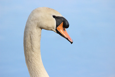 天鹅概要图片下载