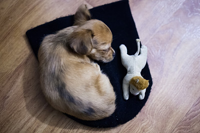 小吉娃娃狗和他的玩具睡在地板上图片下载