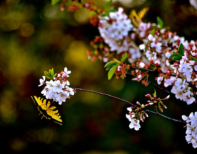 樱桃树枝上的蝴蝶图片下载