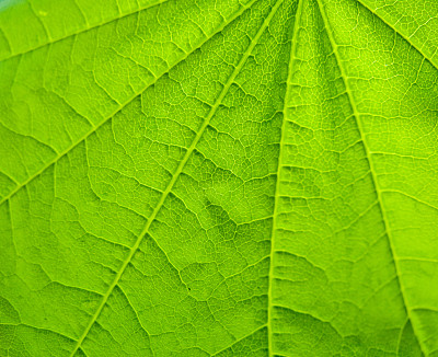 生动的绿叶微距图片下载