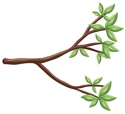 单枝，绿叶图片下载