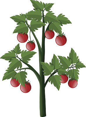 植株上的番茄图片下载