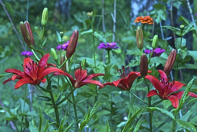 一种红色百合的花。图片下载