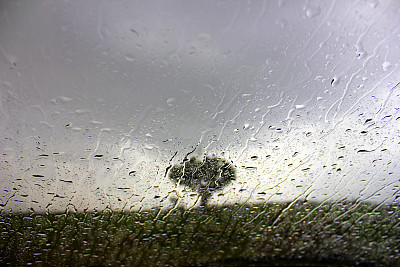 树在雨天透过玻璃图片下载