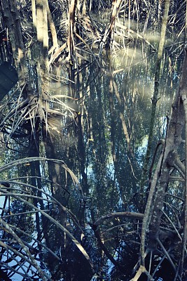 红树林的根和树与它的倒影在水中图片下载