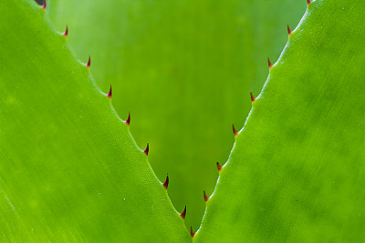 带刺的绿叶。图片下载