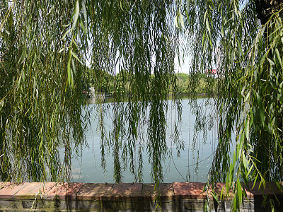 中国南方花园图片下载