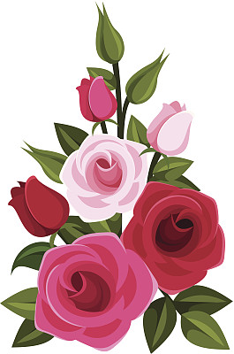 红色和粉红色的玫瑰。矢量插图。素材图片