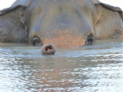 大象洗澡图片下载