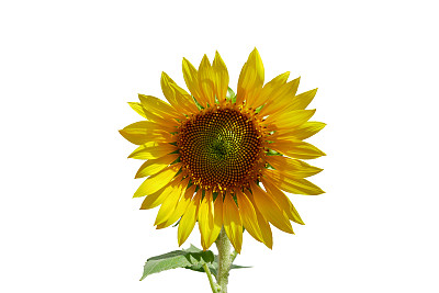 美丽的向日葵图片下载