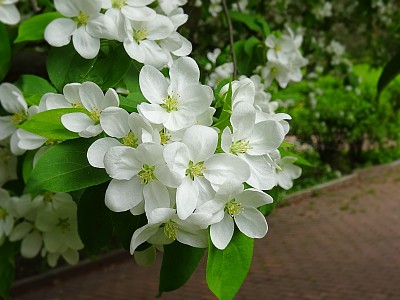 春天鲜艳的苹果花近了图片下载