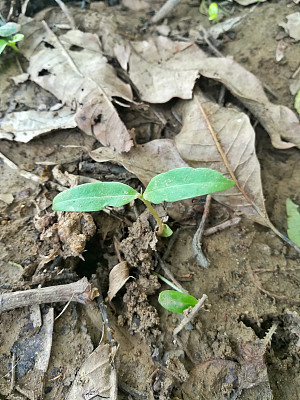 锡兰菠菜幼苗在地上图片下载