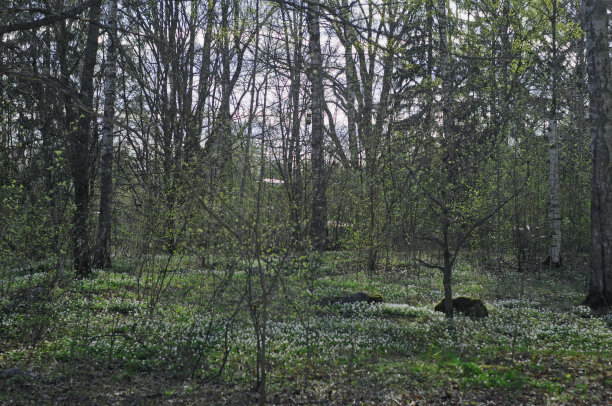 春天森林韦斯特罗斯图片下载