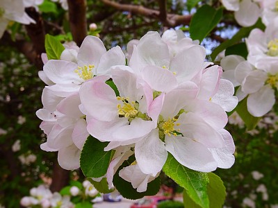 春天鲜艳的苹果花近了图片下载